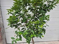 Grapefruitboom - citrus paradisi - vrucht- / fruitboom - hoogte ca. 200 cm - afbeelding 2 van  3