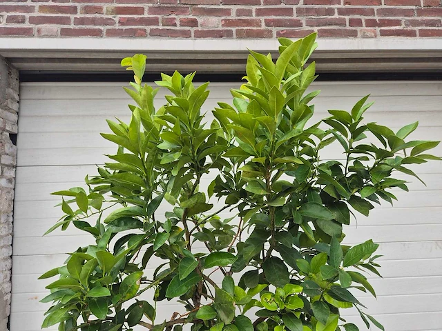 Grapefruitboom - citrus paradisi - vrucht- / fruitboom - hoogte ca. 200 cm - afbeelding 3 van  3