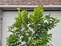 Grapefruitboom - citrus paradisi - vrucht- / fruitboom - hoogte ca. 200 cm - afbeelding 3 van  3
