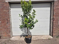 Grapefruitboom - citrus paradisi - vrucht- / fruitboom - hoogte ca. 220 cm - afbeelding 1 van  3