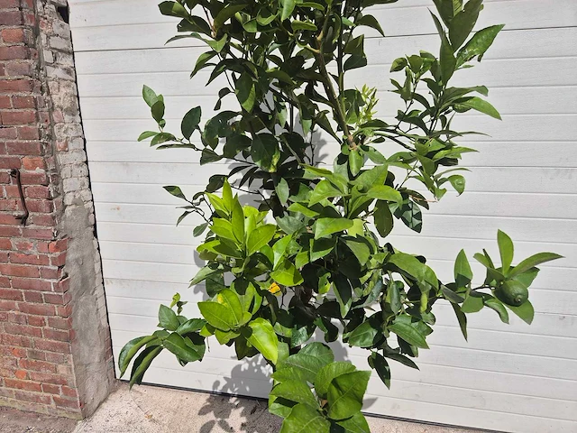 Grapefruitboom - citrus paradisi - vrucht- / fruitboom - hoogte ca. 220 cm - afbeelding 2 van  3