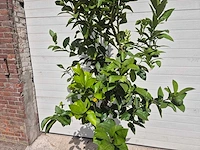 Grapefruitboom - citrus paradisi - vrucht- / fruitboom - hoogte ca. 220 cm - afbeelding 2 van  3