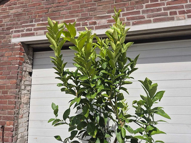 Grapefruitboom - citrus paradisi - vrucht- / fruitboom - hoogte ca. 220 cm - afbeelding 3 van  3