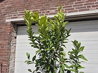 Grapefruitboom - citrus paradisi - vrucht- / fruitboom - hoogte ca. 220 cm - afbeelding 3 van  3
