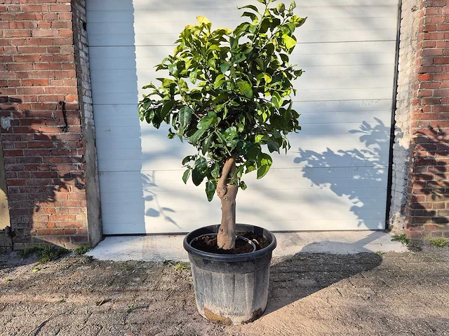 Grapefruitboom xl - fruitboom - hoogte ca. 180 cm - afbeelding 1 van  3