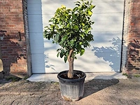 Grapefruitboom xl - fruitboom - hoogte ca. 180 cm - afbeelding 1 van  3