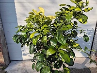 Grapefruitboom xl - fruitboom - hoogte ca. 180 cm - afbeelding 2 van  3