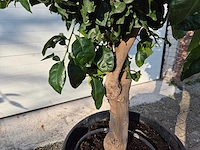 Grapefruitboom xl - fruitboom - hoogte ca. 180 cm - afbeelding 3 van  3