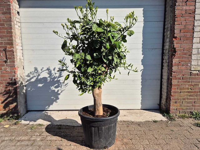 Grapefruitboom xl - fruitboom - hoogte ca. 180 cm - afbeelding 1 van  5