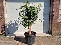 Grapefruitboom xl - fruitboom - hoogte ca. 180 cm - afbeelding 1 van  5