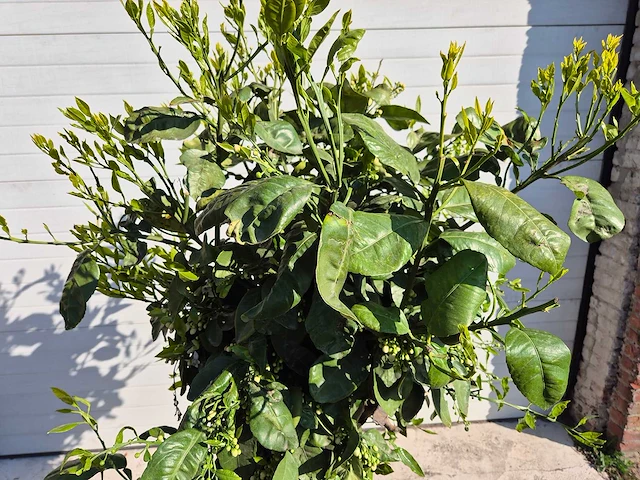 Grapefruitboom xl - fruitboom - hoogte ca. 180 cm - afbeelding 2 van  5