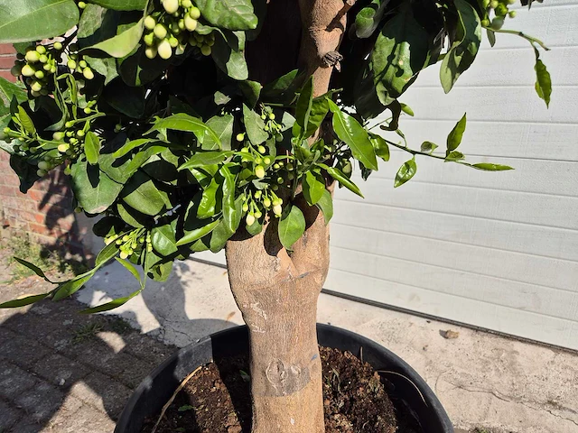 Grapefruitboom xl - fruitboom - hoogte ca. 180 cm - afbeelding 3 van  5