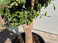 Grapefruitboom xl - fruitboom - hoogte ca. 180 cm - afbeelding 3 van  5