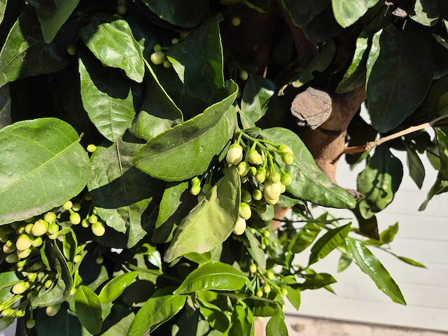 Grapefruitboom xl - fruitboom - hoogte ca. 180 cm - afbeelding 4 van  5