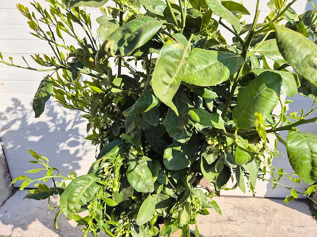 Grapefruitboom xl - fruitboom - hoogte ca. 180 cm - afbeelding 5 van  5