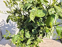 Grapefruitboom xl - fruitboom - hoogte ca. 180 cm - afbeelding 5 van  5