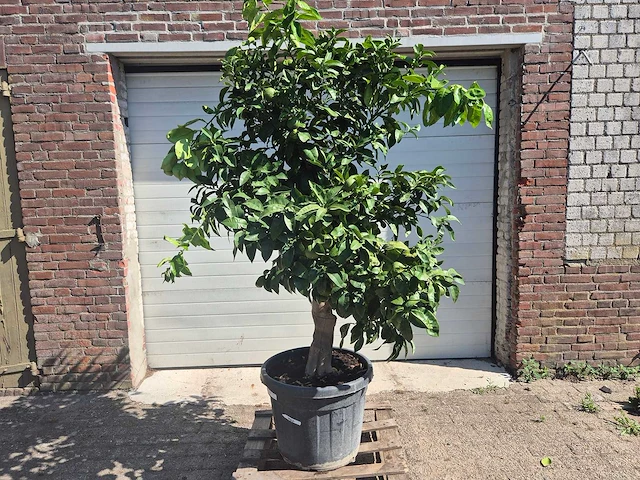 Grapefruitboom xl - fruitboom - hoogte ca. 200 cm - afbeelding 1 van  7