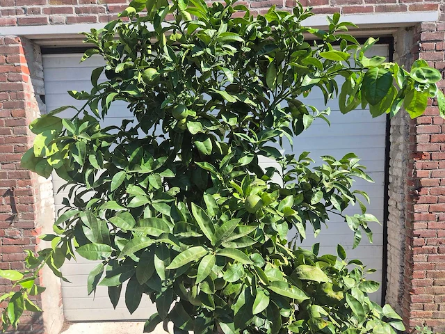 Grapefruitboom xl - fruitboom - hoogte ca. 200 cm - afbeelding 2 van  7