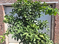 Grapefruitboom xl - fruitboom - hoogte ca. 200 cm - afbeelding 2 van  7