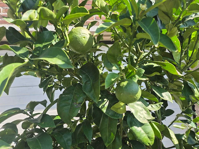 Grapefruitboom xl - fruitboom - hoogte ca. 200 cm - afbeelding 3 van  7