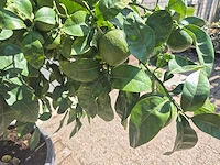 Grapefruitboom xl - fruitboom - hoogte ca. 200 cm - afbeelding 4 van  7