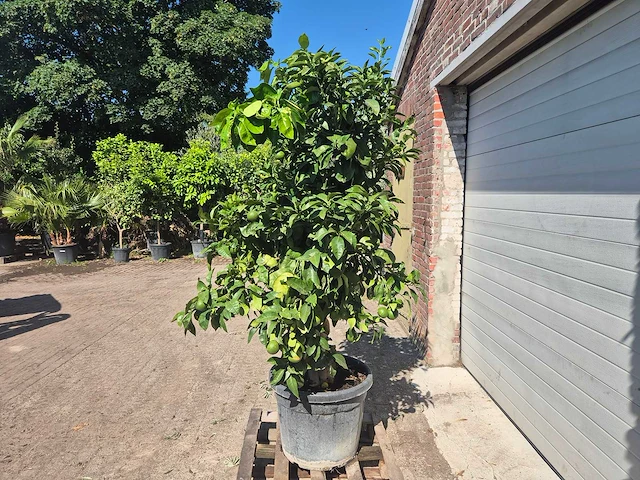 Grapefruitboom xl - fruitboom - hoogte ca. 200 cm - afbeelding 5 van  7