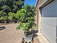 Grapefruitboom xl - fruitboom - hoogte ca. 200 cm - afbeelding 5 van  7