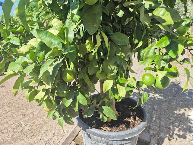 Grapefruitboom xl - fruitboom - hoogte ca. 200 cm - afbeelding 6 van  7