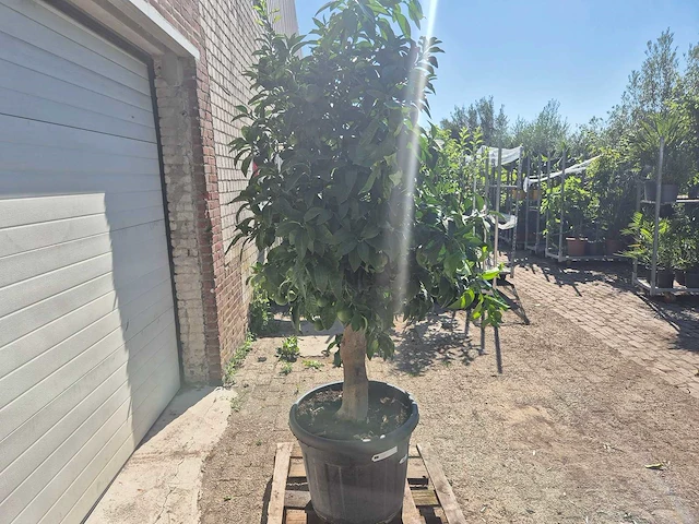 Grapefruitboom xl - fruitboom - hoogte ca. 200 cm - afbeelding 7 van  7