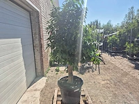 Grapefruitboom xl - fruitboom - hoogte ca. 200 cm - afbeelding 7 van  7