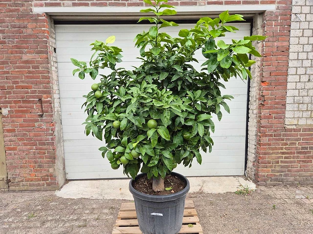 Grapefruitboom xl - fruitboom - hoogte ca. 200 cm - afbeelding 1 van  6