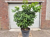 Grapefruitboom xl - fruitboom - hoogte ca. 200 cm - afbeelding 1 van  6
