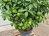 Grapefruitboom xl - fruitboom - hoogte ca. 200 cm - afbeelding 2 van  6