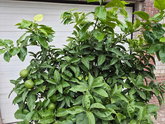 Grapefruitboom xl - fruitboom - hoogte ca. 200 cm - afbeelding 3 van  6