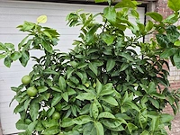Grapefruitboom xl - fruitboom - hoogte ca. 200 cm - afbeelding 3 van  6