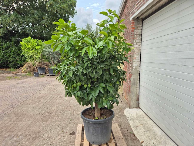 Grapefruitboom xl - fruitboom - hoogte ca. 200 cm - afbeelding 4 van  6