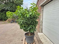 Grapefruitboom xl - fruitboom - hoogte ca. 200 cm - afbeelding 4 van  6