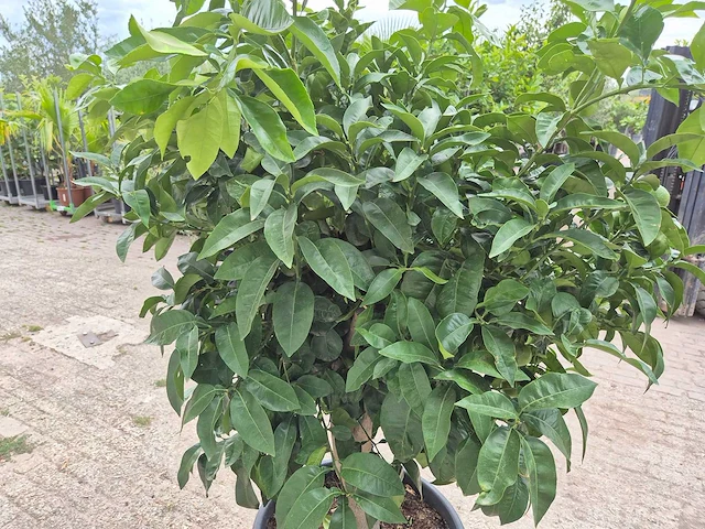 Grapefruitboom xl - fruitboom - hoogte ca. 200 cm - afbeelding 5 van  6