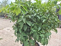 Grapefruitboom xl - fruitboom - hoogte ca. 200 cm - afbeelding 5 van  6