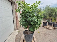 Grapefruitboom xl - fruitboom - hoogte ca. 200 cm - afbeelding 6 van  6