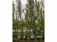 Groen beuk - sierboom - afbeelding 2 van  4