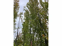 Groen beuk - sierboom - afbeelding 3 van  4