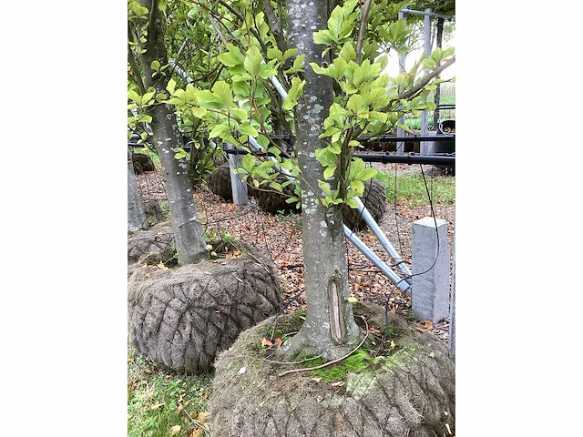 Groen beuk - sierboom - afbeelding 4 van  4