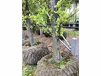 Groen beuk - sierboom - afbeelding 4 van  4