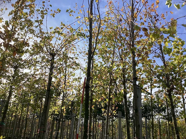 Groen zuilbeuk - laanboom - afbeelding 1 van  4