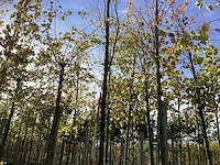 Groen zuilbeuk - laanboom - afbeelding 1 van  4