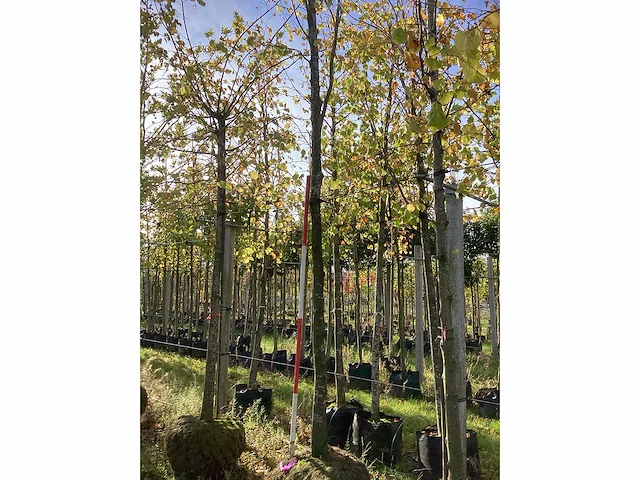 Groen zuilbeuk - laanboom - afbeelding 2 van  4