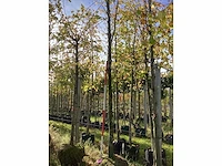 Groen zuilbeuk - laanboom - afbeelding 2 van  4