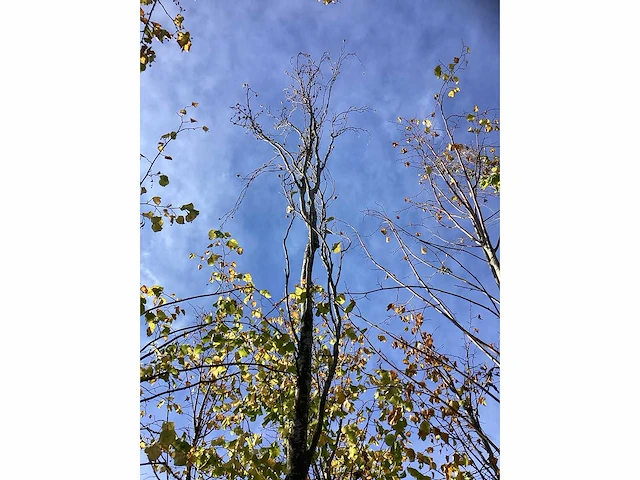 Groen zuilbeuk - laanboom - afbeelding 3 van  4