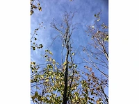 Groen zuilbeuk - laanboom - afbeelding 3 van  4